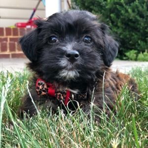 Meet your Posher, Rachel